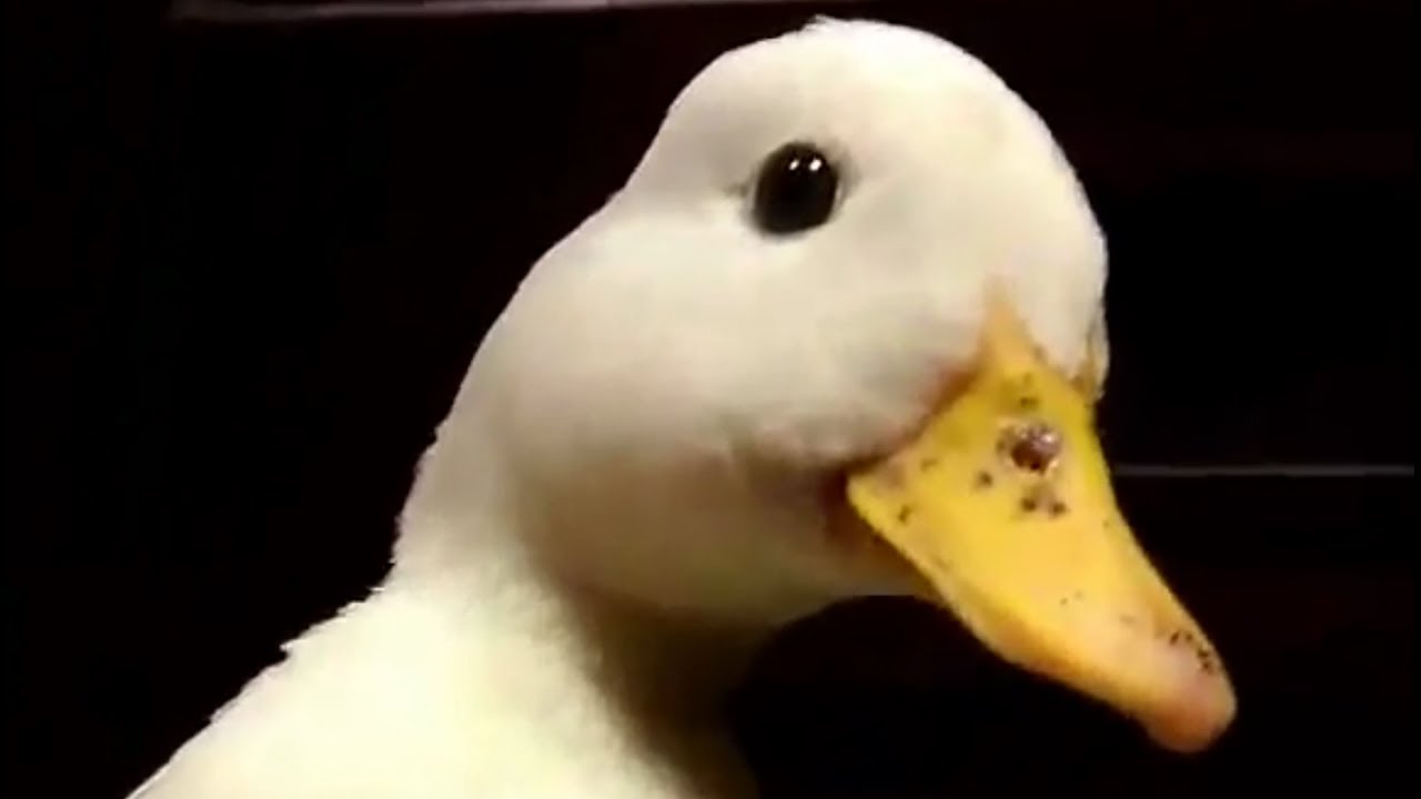 quack.mp4 - YouTube