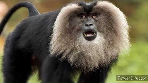 Endemic, Endangered, & Extinct species|| 8th class