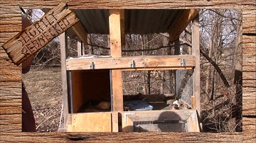 Introducing New Quail To an Existing Flock: The SR Quail Update 2-13-17