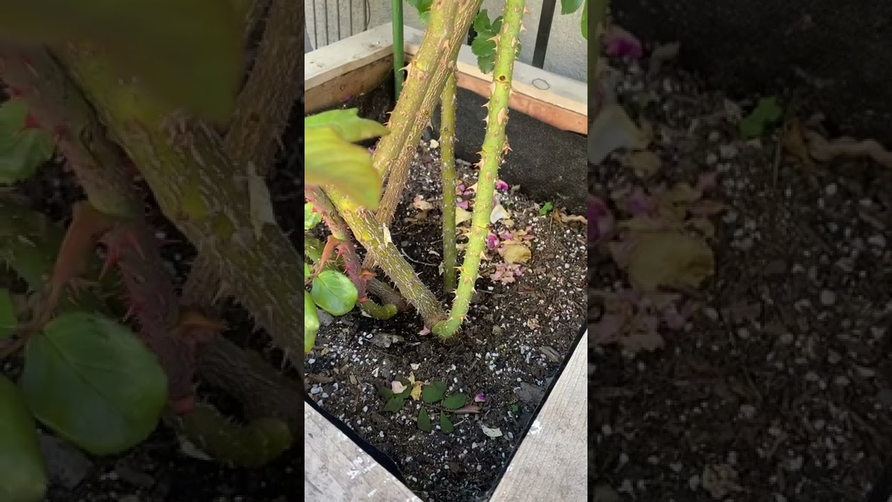 14 Kiss Me Kate climbing rose, planted in September 2020 in Zone 9b, California, climbing rose