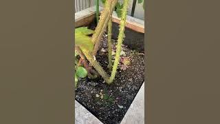 #14 Kiss Me Kate climbing rose, planted in September 2020 in Zone 9b, California, climbing rose