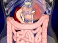 The digestive system animation