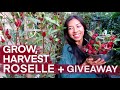 How to grow  harvest roselle  giveaway