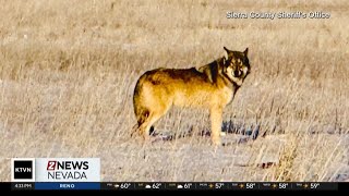 Ranchers dealing with wolves eating cattle in Sierra County