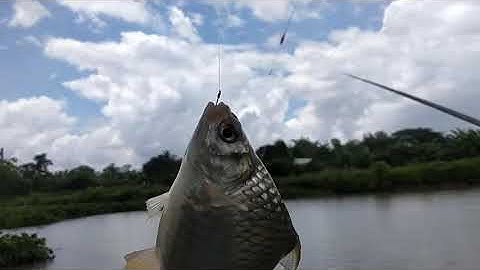 Câu đài đầu cồn Tân Lộc cá ăn chậm || Trí Nguyễn CT Fishing