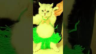 Cute Funny Cats😀 #Shorts #Funnycats