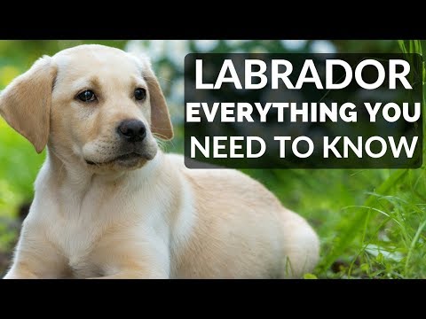 Video: Paano Maghugas Ng Labrador Retriever