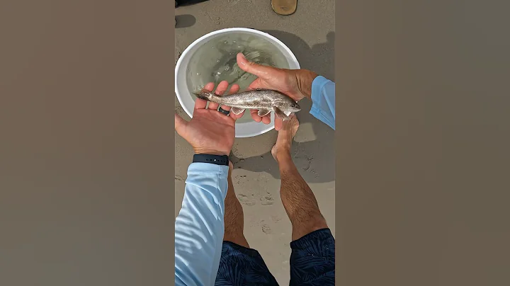 Southern Kingfish vs. Northern Kingfish