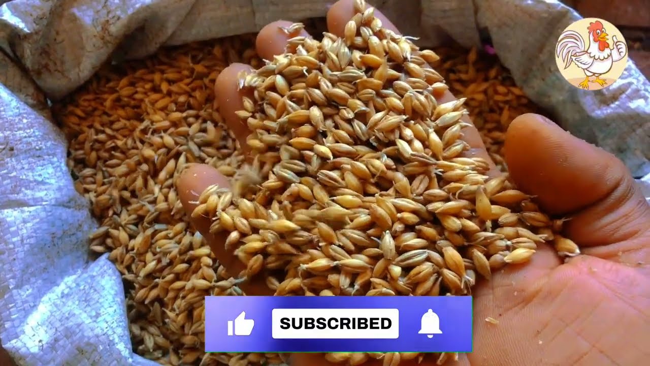 أجي تشوف كيفاش تصوب علف إقتصادي 💯غير 2 درهم للكيلو😳الخلطة تغنيك عن شراء علف الغالية ثمن لدجاج البياض