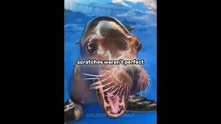 This Seal's Reaction Was Hilarious 😭 #shorts
