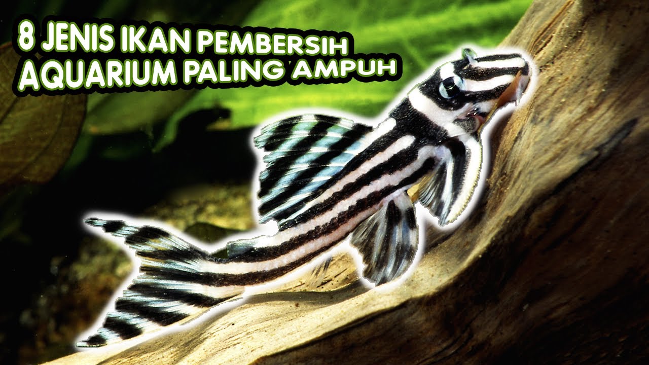 8 Jenis Ikan Hias Paling POPULAR untuk Membersihkan Aquarium