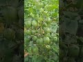 High Yielding Variety Of Cotton Cotton Variety Cotton Variety Yields High Yielding Variety Of Cotton Cotton Variety Cotton Variety Yields