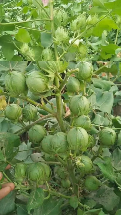 High yielding variety of cotton ! Cotton variety | #cotton #variety #yields