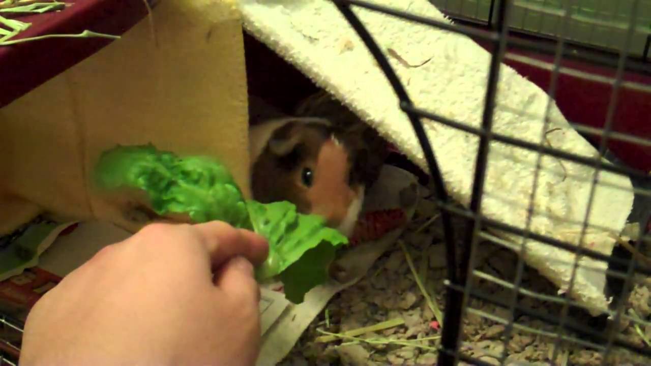 feeding-suzy-guinea-pig-romaine-lettuce-youtube