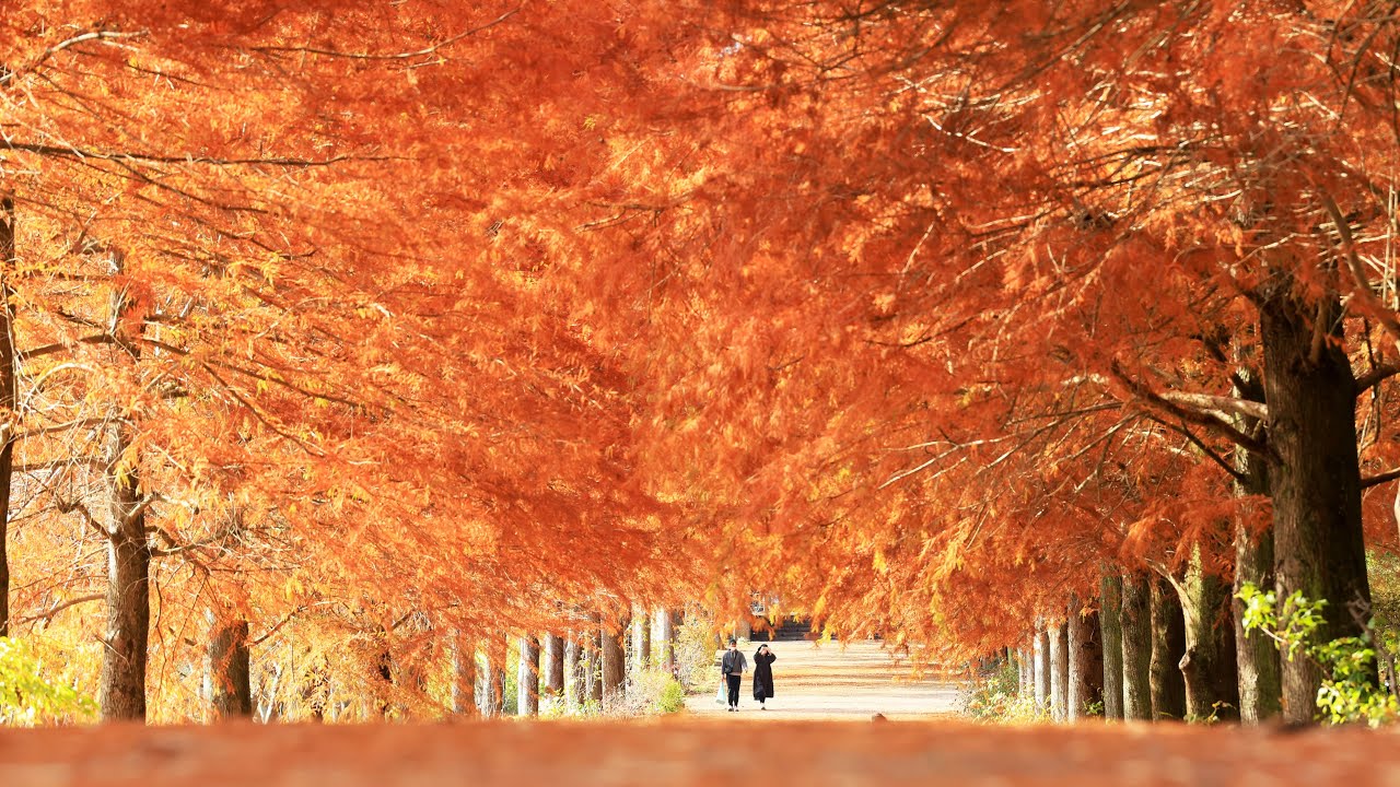 彩前線〉天上覆う紅葉、ぬくもり満ちる並木道 加東・播磨中央公園