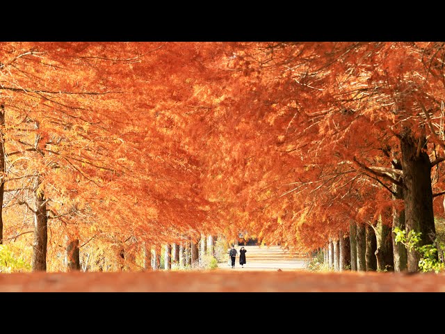 彩前線〉天上覆う紅葉、ぬくもり満ちる並木道 加東・播磨中央公園