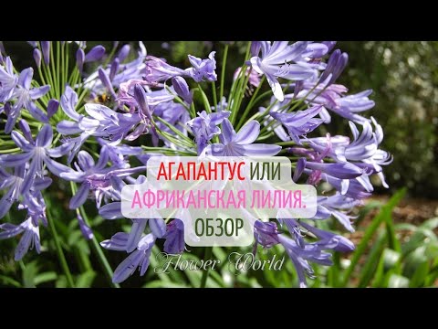 Агапантус или африканская лилия. Обзор💐