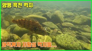 양평 용문 흑천 꺽지 포인트 탐사 (꺽지낚시.수중영상.underwater fishing)