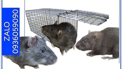 Cung cấp lồng bẫy chuột cống nhum. Cung cấp lồng bẫy sóc bông. Lò xo bẫy cống nhum. Lò xo bẫy sóc.