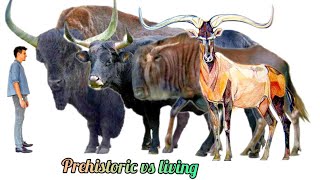 BOVIDS  Size comparison prehistoric vs living bovids | Giant Bulls.
