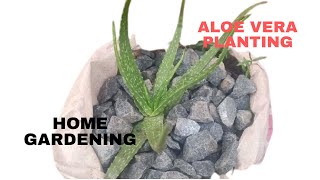 Home gardening | Planting Aloe Vera Plant with us at home