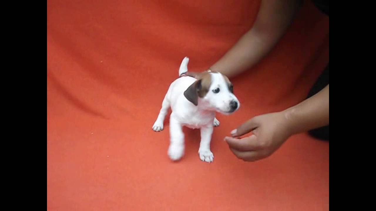 Jack Russell Macho 2.2 compromiso