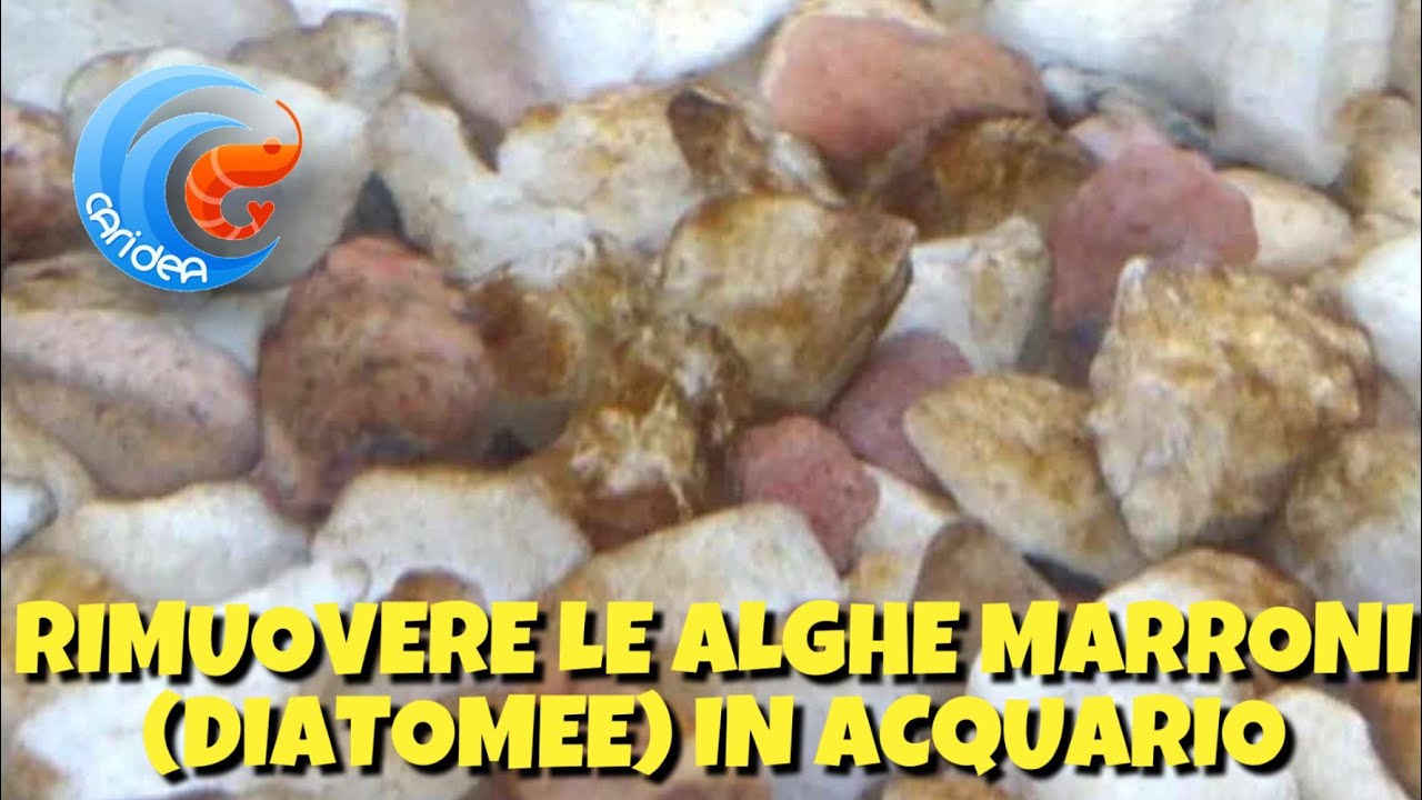 RIMUOVERE LA ALGHE MARRONI (DIATOMEE) IN ACQUARIO - YouTube