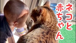 猫と赤ちゃんは今日も仲良しです。vol.946 - YouTube