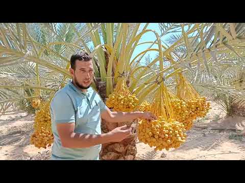 أهم مشاكل النخيل البرحي