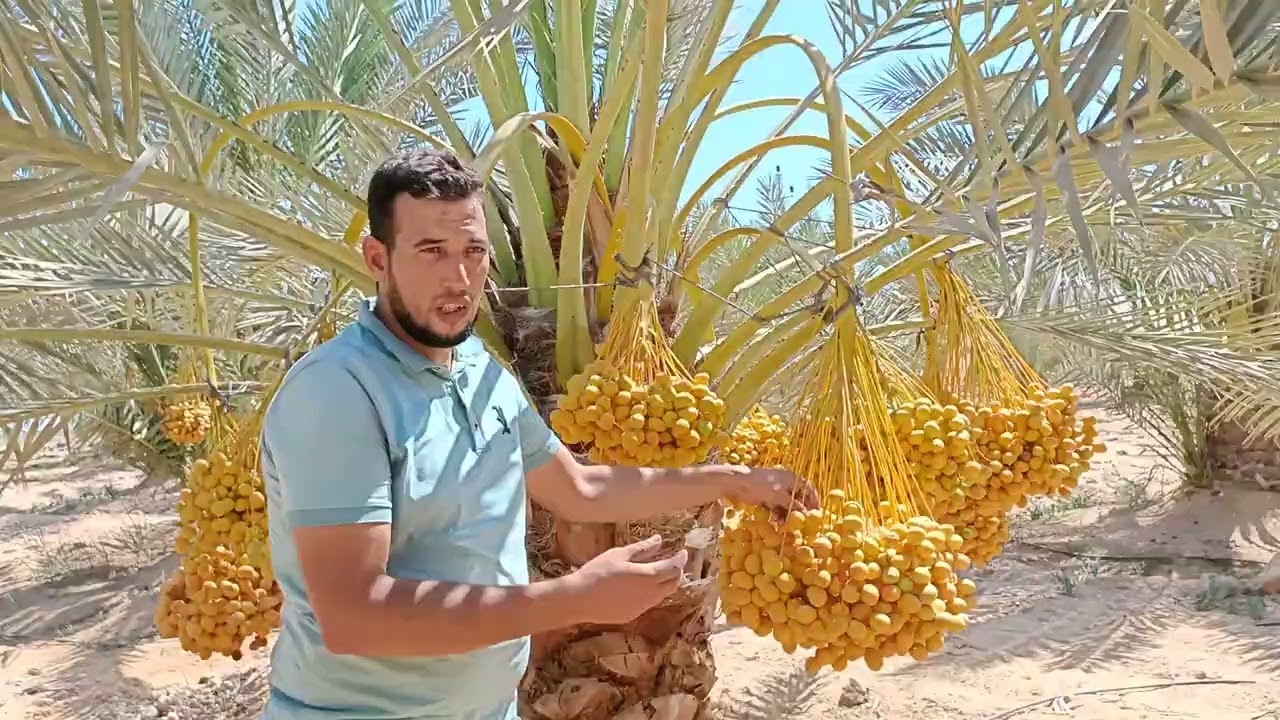 أهم مشاكل النخيل البرحي