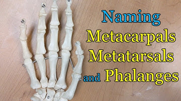 Naming Metacarpals, Metatarsals and Phalanges