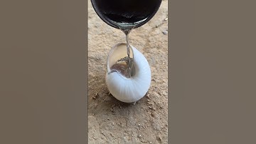 Snail shell metal casting #shorts #viralvideo #reels #metal