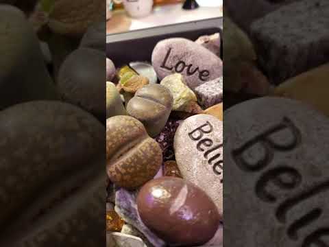 Video: Lithops (53 Fotot): 