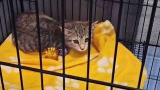 Support the Parkersburg Humane Society 
