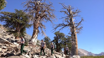 High Elevation Forest Monitoring in the Sierra Nevada