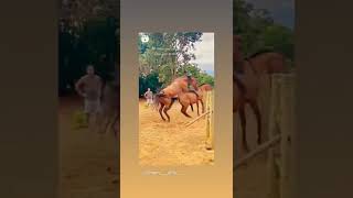 horse hot video #horse #hort