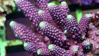 Let's talk corals : Acropora