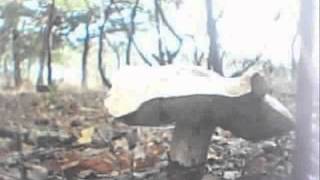 Boletus Edulis - Time lapse