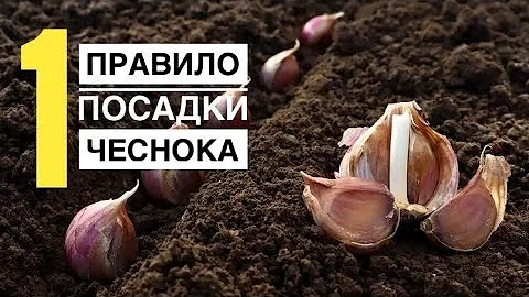 После какой культуры категорически нельзя сажать озимый чеснок!