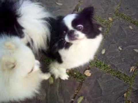 japanese chin x pomeranian