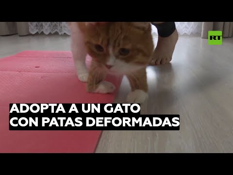 Video: Gato Con Piernas Malformadas Finalmente Obtiene El Hogar Amoroso Que Se Merece