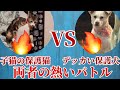 【デッカい保護犬VS子猫の保護猫】今夜も両者の熱い闘いが繰り広げられる…🔥🔥