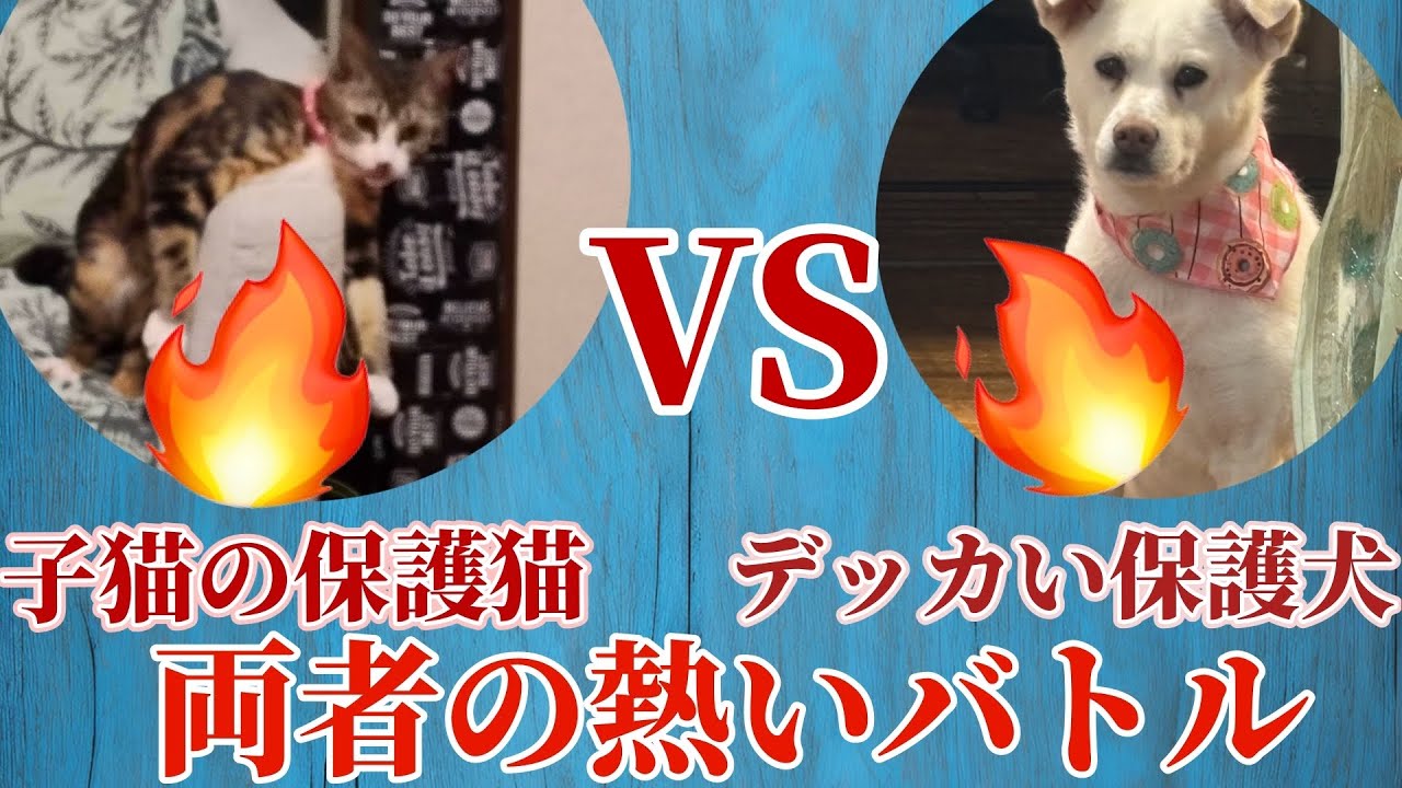 【デッカい保護犬VS子猫の保護猫】今夜も両者の熱い闘いが繰り広げられる…🔥🔥
