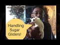 How To Handle An Unbonded Sugar Glider | Sugar Glider Handling