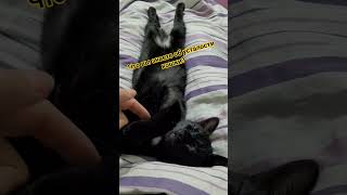 Что вы знаете об усталости кошки? #большиеперемены #котикиправятмиром #котики #кошачийсон