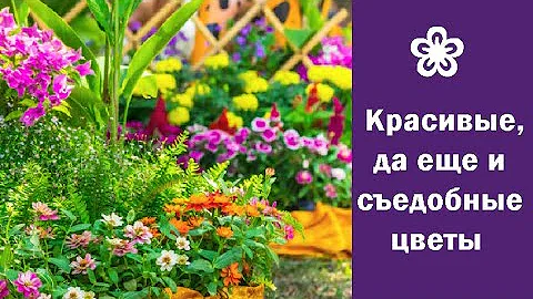 ❀ Красивые, да еще и съедобные цветы, которые придадут блюдам оригинальность