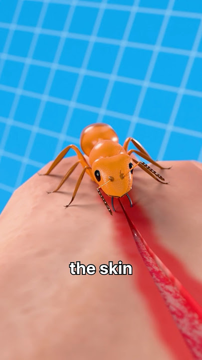 Using Ants to Heal Wound😮