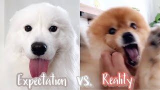 ENG Sub] expectation vs reality  dogs greet when you come home from work