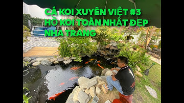 CÁ KOI XUYÊN VIỆT #3 HỒ KOI CÁ NHẬT SIÊU ĐẸP NHA TRANG