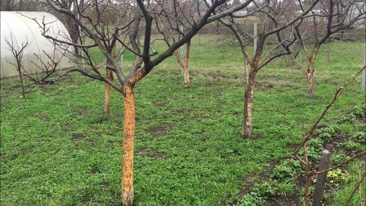 Чем обработать персик от курчавости листьев весной. Обработка персика от курчавости. персик памяти шевченко. от курчавости персика препараты. от курчавости персиков препарат.